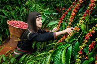 Tăng cường Cuộc vận động "Người Việt Nam ưu tiên dùng hàng Việt Nam" trong tình hình mới tại tỉnh Đắk Lắk