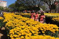 Chợ hoa Tết Nguyên đán Nhâm Dần năm 2022 diễn ra từ ngày 15/12 đến 29/12 âm lịch